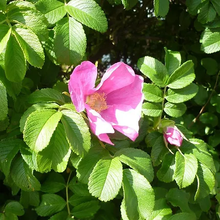 Sturmmoewe Πανσιόν Norddorf