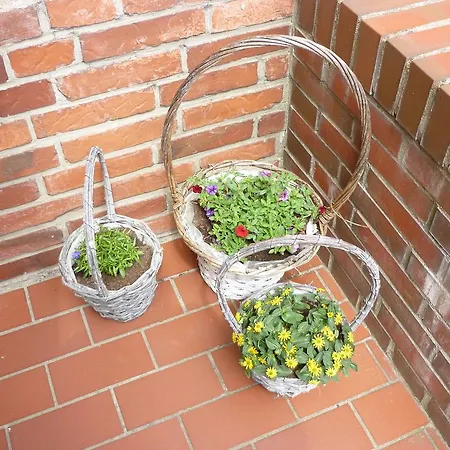 Sturmmöwe 3* Norddorf auf Amrum