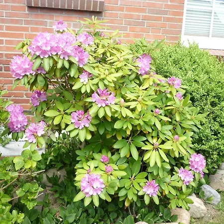 Sturmmöwe Gasthof Norddorf auf Amrum