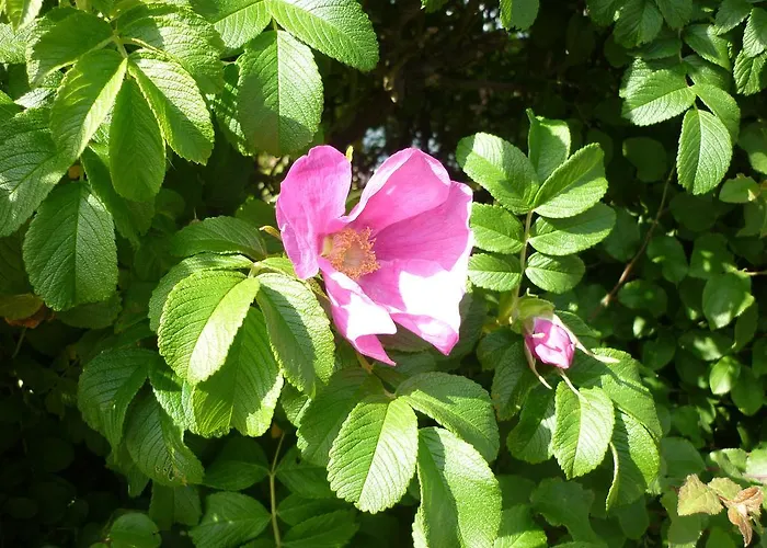 Sturmmoewe Vendégház Norddorf